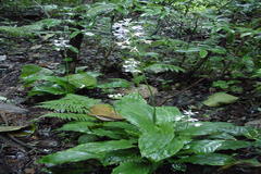 Calanthe masuca